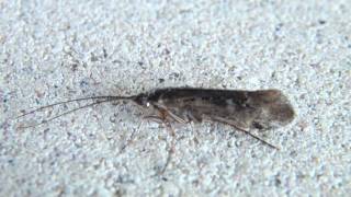 Northern Caddisfly (Limnephilidae: Limnephilus)