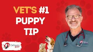 The Secrets to a HEALTHY PUPPY