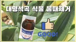 대명석곡 식물 물때제거/꽃대를 올리고 있는 대명석곡♡긴기아난~🍀