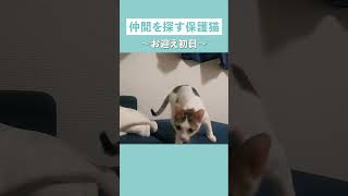 保護猫お迎え1日目、ひたすら鳴いて仲間を探しまわっていました