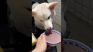 meiko的生活日記 白 しばいぬ White Shiba Inu 하얀색 시바 이누🎂 2024年8月9日 台中 🍚 甜麗糖水舖 木桶豆花 現沖 台中 西區 新口味 港式糖水 豆花 缽仔糕 鹹點