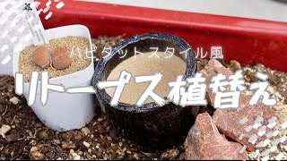 【ハビタットスタイル風】多肉植物：リトープスを植替え！