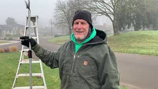 Formative or Structural Pruning of Young Trees