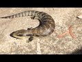 blue tongue lizard 澳洲蓝舌蜥蜴