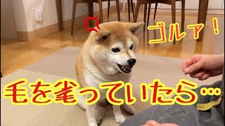 毛を毟られる柴犬マコ