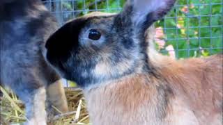 Japaner Kaninchen, Kleintierschau Oberdorf BL 2018