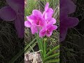 VANDA/ORCHID BLOOMS UPDATE : JANUARY 2023