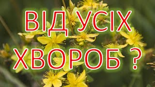 Що лікує ЗВІРОБІЙ?