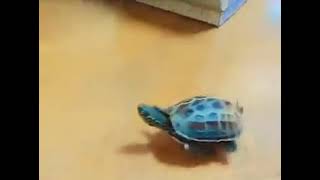 Turtle on Tech Deck Chases a Cat