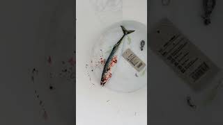 Mackerel / Sabiki Fishing New York 马鲛鱼 和串钩 纽约钓鱼🎣