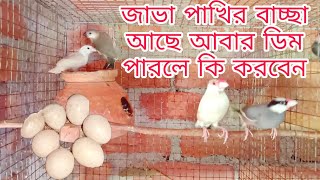 java birds breeding tips, জাভা পাখির বাচ্চা থাকলে, আবার ডিম পারলে কী করবেন,