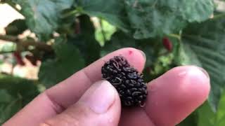 ផ្លែមន ឬ Mulberry ផ្តល់ប្រាក់ចំណូលប្រមាណ 1,000ដុល្លារក្នុងមួយសប្ដាហ៍ដល់ម្ចាស់ចំការនៅខេត្តបាត់ដំបង