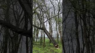 Timmmmmberrrrrrr!  Sawing trees down! Run for your life! #treework #logging #timber #trees #walnut