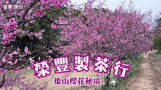 2025 -2   苗栗 頭份 榮豐製茶行後山櫻花秘境🌸免費賞花