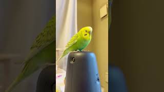 【お喋りインコ 雌】セキセイインコ メスのおしゃべり「ちゅちゅちゃん」/Talking female budgie