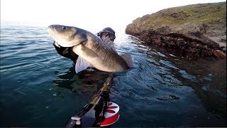 Chasse sous marine spearfishing Méditerranée GROS LOUP 5KG HD