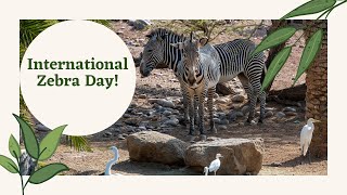 International Zebra Day