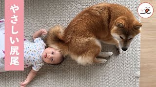 やさしい柴犬のお兄ちゃん、フサフサの尻尾で子守り中♡【PECO TV】