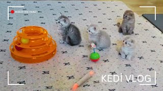 Yavru Kediler | Anne Kedi ve Yavruları - Kedi Oyunu | Yavru Kedi Videoları 💯 ❤️ #kedi #cat