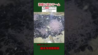 洞窟内に住む謎の生物