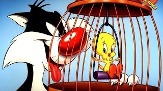 Tweety- Kotecek HD