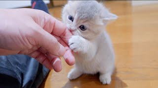 A kitten that wants attention will meow and immediately call for its owner.
