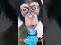 monkeys love powerade 🙉🥤