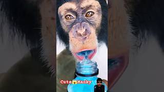 MONKEYS LOVE POWERADE ! 🙉🥤