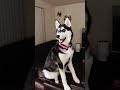 HUSKY HOWLING!