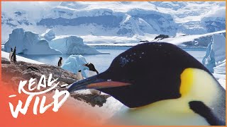 Incredible Journeys Across Antarctica | Expedition Antarctica | Real Wild
