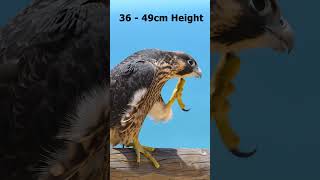 390கி.மீ. வேகத்தில் பறக்கும் பறவை | Peregrine Falcon | #shortsfeed #animal #amazon #facts