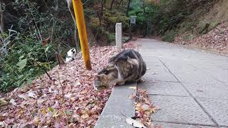 登山中に出会った猫たち