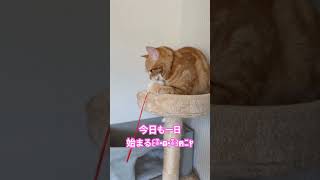 猫のリアルな日常#れとふすめkrチャンネル#猫のいる暮らし#アメショ#shorts