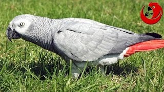 Caesar the Talking Parrot - “ Oh, Will Be on the Booty!”