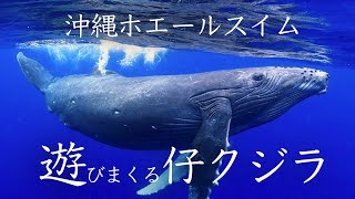 【神回】沖縄ホエールスイム クジラと泳ぐ/遊びまくる仔クジラ