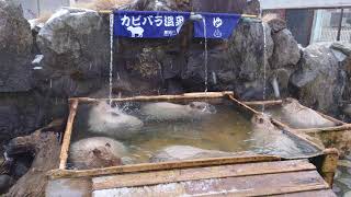 ただひたすらに…カピバラ温泉