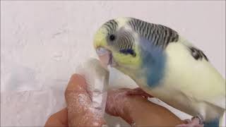 Crazy about e-Cuttlebone Budgie - Yuki -　eカトルボーンに夢中　セキセイインコのユキ OharuArt