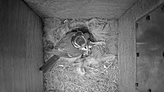 Modraszka, wykluwanie się pisklęcia. Blue Tit nestlings hatching.