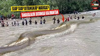 Tangkalaluk Ular Raksasa Penunggu Hutan Kalimantan Menampakkan Diri !! Panjang 80 Meter...