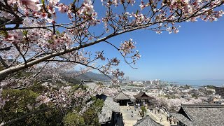 三井寺　桜満開　ライブ配信 4K