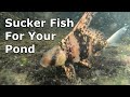 Chinese High-Fin Banded Shark for your pond, where to buy online