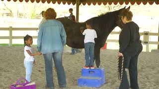 Lockwood Park Pony Experience