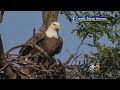 Bald Eagles Return To Long Island