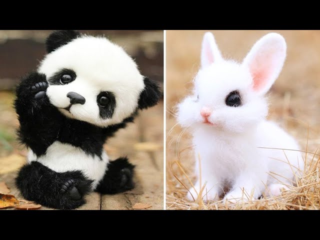 Cute Funny Baby Animals