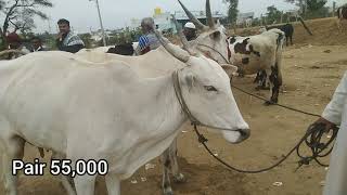 Bagalur cow market Thursday today 2.2.2023 with price details ||பாகலூர் மாட்டு சந்தை