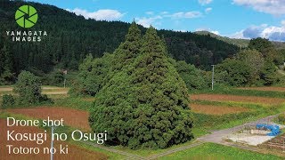 トトロの木（小杉の大杉・鮭川村）ドローン4K！