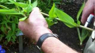 summer cuttings (Purple Loostrife)