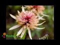 florini.pl jeżówka echinacea