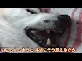 寝たきり 柴犬 わん太さん” 介護と仕事の両立” 3連勤目