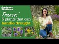 5 DROUGHT-TOLERANT PLANTS that can cope with long spells of dry weather | Frances Tophill